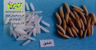رقم شفق