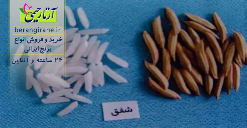 رقم شفق
