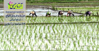 اصلاح بذر برنج با کاهش ۲۵ درصدی مصرف آب