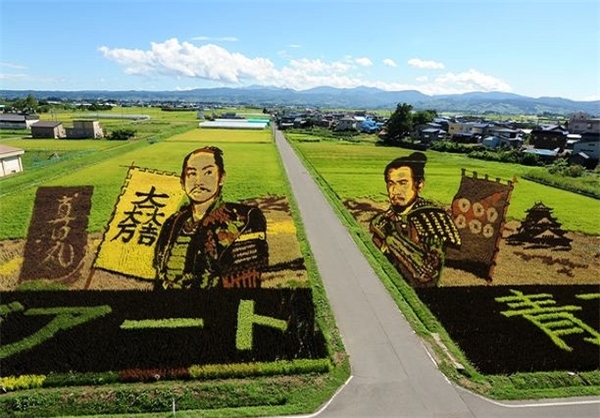 آثارهنری در مزرعه‌های برنج ژاپن