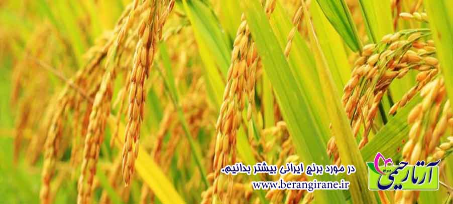 در مورد برنج ایرانی بیشتر بدانیم