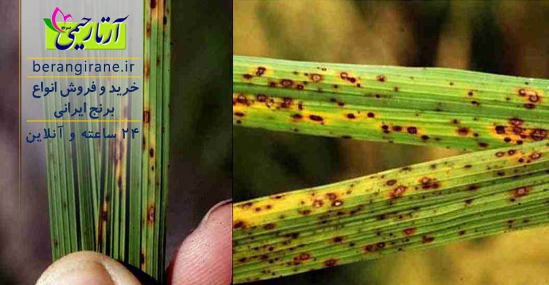 روش های کنترل بیماری های برنج