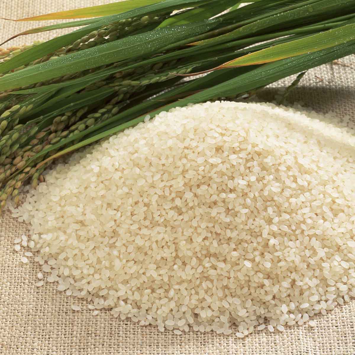 برنج عنبربو درجه یک 10 کیلو گرمی