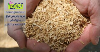 شلتوک برنج چیست ؟ برنج غذای اصلی ما ایرانیان به حساب می آید که خواص ویژه ای دارد اما بخشی از خواص برنج در مراحل تولید در کارخانه از دست می رود . دانه‌ی برنج در ابتدای امر در پوسته‌ای با نام «چلتوک» یا «شلتوک» قرار دارد که پس از درو، از طریق کوبیدن، از آن جدا می‌شود. این چلتوک در واقع همان سبوس برنج است که منبع ویتامین‌ها و مواد معدنی است اما از برنج جدا می‌شود. مقدار ویتامین B1 در برنج سفید شده، یک ششم، ویتامین B2 نصف و ویتامین B3 به مقدار یک سوم برنج قهوه‌ای (برنج سبوس‌دار) است و مواد معدنی آن به مقدار بسیار زیادی کاهش می‌یابد. برای خرید برنج ایرانی با شماره های شماره موبايل فروش و مشاوره 09115110210 09116110210 09117110210 تماس حاصل نمایید. شلتوک برنج چیست؟ چلتوک برنج، سرشار از پروتیین‌ها و مواد معدنی مانند فسفر، پتاسیم، منیزیم، سیلیس و ویتامین‌های گروه B و E است. برای رسیدن به برنج سفیدی که مصرف می کنیم باید پوسته های خارجی آن را جدا شود . پوسته اولی که روی دانه برنج را فرا گرفته شلتوک نام دارد و پوسته پس آن سبوس می باشد بنابراین شلتوک با سبوس فرق دارد اما بیشتر مردم این دو را یکی می دانند . شلتوک برنج چیست ؟ شلتوک و سبوس برنج چه تفاوتی دارند؟ در زمان برداشت، برنج یک پوست قهوه ای رنگ قرار دارد که بعد از برداشت توسط دستگاه های پوست کن از برنج جدا می شود که خواص خود را دارد .بعد از این مرحله یعنی بعد از شلتوک یک لایه درونی قرار دارد که سبوس برنج نامیده می شود و توسط دستگاهی به نام سفید کن از برنج جدا می شود و برنج سفید می شود. در اصل شلتوک برنج خشک می باشد و به صورت دم کرده استفاده می شود، ولی سبوس برنج به شکل پودری نرم می توان در ماست و شیر و … حل کرده و استفاده کرد. شلتوک و سبوس هر دو از نظر خواص درمانی و همچنین ارزش غذایی وجه تشابه بسیاری هستند ولی از نظر طعم، سبوس مطبوع‌تر است چرا که زمان جداسازی برنج از سبوس کمی خرده‌های برنج به آن اضافه می‌شود. شلتوک برنج چیست ؟ طبیعت شلتوک برنج از نظر طب سنتی چیست؟ طبیعت چلتوک برنج از نظر طب سنتی ایران، گرم و خشک است. آیا شلتوک برنج خوردنی است؟ شلتوک برنج به صورت خام به دلیل بافت سختی که دارد قابل خوردن نیست اما دیده شده است که برخی از افراد اقدام به تهیه دمنوش از این شلتوک ها میکند. البته این شلتوک ها را ابتدا به صورت پودر ریز می کنند و سپس اقدام به تهیه دمنوش می کنند. طرز مصرف شلتوک برنج چگونه است؟ شلتوک را پس شستشو می توانید با آب جوش به مدت ۱۰ الی ۱۵ دقیقه  دم کرده سپس مانند هر دمنوش دیگری صاف کرده و میل کنید . همچنین می توانید آن را به خوبی شسته و در ماست بریزید و میل کنید . از شلتوک در انواع لوازم آرایشی ، شامپو و … استفاده می شود . طریقه استفاده از عصاره گیاهی شلتوک برنج برای پوست این عصاره برای مصرف روی پوست کاربرد دارد و می توان روزانه ۲ تا ۳ نوبت ۲۰ تا ۴۰ قطره از این عصاره را مانند سایر کرم های معمولی روی پوست ماساژداد  و از پیری و چین و چروک پوست جلوگیری کرد. همچنین می توان یک ساعت قبل از استحمام ۲۰ تا ۴۰ قطره از ان را روی پوست سر ریخته و ماساژ بدهیم، البته می توان با نسبتی برابر آن را با شامپوی خود ترکیب کرده و از آن استفاده کنیم. این امر موجب پر پشت شدن موها خواهد شد. توجه کنید که عصاره ی شلتوک باید در جایی خشک و تاریک و در دمای کمتر از ۲۵ درجه ی سانتی گراد نگهداری شود. شلتوک برنج چیست؟ خواص درمانی شلتوک برنج شامل چه مواردی است؟ تأثير شلتوک برنج روی دستگاه قلبی – عروقی دمنوش شلتوک برنج سبب کاهش کلسترول خون می شود. ویتامین E و اسید های چرب اشباع شده و نشده موجود در دمنوش شلتوک برنج، آن را به یکی از ماده های غذایی بسیار گرانب ها و موثر برای افزایش تعادل هموستاز خون و ضد سرطان تبدیل نموده اند. تاثیر شلتوک برنج روی دستگاه تنفسی دمنوش شلتوک در تسکین التهابات ناشی از آلرژی مفید است. تاثیر شلتوک برنج روی اندام حرکتی کمبود ویتامین B1 باعث گرفتگی ماهیچه‌ی ساق پا، درد و سنگینی در ساق پا، گرمی پا، خواب رفتن و بی‌حس شدن انگشتان دست و پا می‌شود؛ دمنوش شلتوک به رفع این عوارض کمک می‌کند. شلتوک برنج چه تاثیری بر روی پوست دارد؟ از مهم‌ترین و شناخته ‌شده‌ترین مواد موجود در شلتوک برنج، ویتامین E است. خاصیت آنتی‌اکسیدانی ویتامین E، خواصی نظیر ضد پیری و ضد چروک را برای این ویتامین ارزشمند توجیه می‌کند. و در ترمیم زخم‌های پوست موثر است. شلتوک برنج یک لاغر کننده ی طبیعی است. برای کاهش وزن بهتر است در هر وعده ی غذایی فیبر لازم را مصرف کنید. زمانی که شما تغذیه ی متنوعی داشته باشید، فیبرهای مختلفی را جذب می کنید که خواص تکمیلی دارند. با توجه به فیبر زیاد موجود در سبوس و شلتوک، استفاده آن سبب دفع راحت، همچنين سرعت بخشیدن به هضم غذا و در نتيجه کاهش وزن و لاغری می شود. شلتوک برنج چگون از جلوگیری از سفیدی مو جلوگیری می کند؟ با توجه به اهمیت و فراوانی ویتامین های گروه B در سبوس و شلتوک برنج و احتیاج به ویتامین B5 برای سوخت و ساز و فعال سازی پیاز مو، سفارش می شود که روزانه از این ماده ی غذایی به صورت های گوناگون خوراکي و غیر خوراکی استفاده کنید تا به رشد بهتر موها کمک کند. برای این منظور قدری سبوس را خیس و از آبکش رد کنید. با زرده ی تخم مرغ آمیخته و سه ساعت پیش از حمام روی سر قرار داده و داخل حمام موهایتان را بشویید. آیا شلتوک برنج روی بهبودی عملکرد دستگاه گوارش موثر است؟ دمنوش شلتوک ملین و مسهل است. این دمنوش مهم ترین راه درمان طبیعی یبوست به شمار می رود. در درمان بواسیر و نیز سرطان کولون موثر است. سوء هاضمه را رفع می‌کند و در رفع کم اشتهایی موثر است.  شلتوک برنج چگونه باعث تقویت کننده‌ی اعصاب می شود؟ ویتامین های گروه B متابولیسم بدن، رشد و تقسیم سلول ها را افزایش و در عملکرد صحیح دستگاه‌های عصبی و همچنین دستگاه ایمنی بدن نقش مهمی دارند. در سبوس برنج انواع این ویتامین موجود است و مصرف مرتب این ماده‌ی غذایی باعث کاهش استرس، افسردگی، درمان بیماری های عصبی، وسواس، سلامتی پوست و اعصاب می شود. به این منظور می توانید یک قاشق غذاخوری سبوس را همراه مقداری ماست میل کنید. سایر خواص شلتوک برنج را بدانید! روشن شدن پوست، به همین سبب از آن در ساخت انواع لوازم آرایشی استفاده می شود. جلوگیری از سفیدی مو: شلتوک را با تخم مرغ مخلوط کرده چند ساعت قبل از حمام روی سر قرار دهید. کاهش کلسترول ضد سرطان رفع سردرد رفع خستگی از بین بردن احساس زود رنجی افزایش سیستم ایمنی افزایش رشد تقویت قلب تقویت مغز کاهش التهابات کاهش آلرژی بهبود درد مفاصل رفع خواب رفتگی و بی حسی پا ؛ استفاده از دمنوش این گیاه رفع گرفتگی ماهیچه های پا درمان یبوست ؛ استفاده از دمنوش درمان بواسیر ضد سرطان کولون اشتها آور ترمیم زخم پوست کاهش چربی خون بهبود اعصاب کاهش وزن هضم بهتر غذا جلوگیری از سفیدی مو ؛ شلتوک را با تخم مرغ مخلوط کرده چند ساعت قبل از حمام روی سر قرار دهید. شلتوک برنج چیست ؟ کاربرد های شلتوک برنج چیست؟ از اصلی ترین کاربرد های پوست اولیه برنج محافظت از دانه برنج در هنگام رشد است. این پوست سفت، دانه برنج را از آفات و … محافظت می کند. این محصول حدود ۲۰ درصد از وزن اصلی برنج را در بر می گیرد و مقداری است که نمیتوان از آن چشم پوشی کرد. در زیر از عمده مصارف شلتوک برنج را برای شما آورده ایم: از این محصول می توان به صورت کود استفاده کرد. در گذشته های قدیم از این محصول به عنوان خمیر دندان استفاده می کردند. از این محصول می توان به عنوان سوخت استفاده کرد. غذای خوبی برای حیوانات است. مضرات شلتوک برنج چیست؟ زیاده روی در مصرف شلتـوک برنج مجب ایجاد اسهال و انسداد روده می گردد . روش نگهداری شلتوک برنج به چه صورتی است؟ در جای خشک و تاریک و در دمای کمتر از 25 درجه سانتی گراد نگهداری شود . برنج ایرانی مرغوب را از کجا بخریم؟ با توجه به اینکه دلالان این حرفه بسیار زیاد شده اند و برای افزایش فروش برنج مرغوب و با کیفیت را با نمونه پایین تر ترکیب می کنند و قیمت برنج را پایین تر می فروشند. با این اوصاف ما به شما پیشنهاد می کنیم که خرید برنج خود را از برنج آراتا رحیمی انجام دهید که تمامی محصولات آن با کیفیت و مرغوب می باشد و با استاندارد های لازمه تولید و بسته بندی می شود. فرآیند خرید انواع برنج از جمله خرید برنج فجر ، خرید برنج شیرودی ، خرید برنج طارم و ... در فروشگاه اینترنتی برنج ایرانی، به دو صورت انجام می شود. روش اول: خرید آنلاین برنج از فروشگاه اینترنتی و پرداخت آنلاین هزینه ی آن (بعد از تکمیل فرآیند خرید، کارشناسان آرتا رحیمی در سریعترین زمان، برنج شما را به آدرس درج شده در هنگام خرید، ارسال می نمایند.) روش دوم: خرید به صورت ثبت سفارش: عموماً این روش برای خرید های بالای 500 کیلوگرم استفاده میشود، چرا که حجم خرید بسیار بالا می باشد و برای امور تجاری مورد بهره برداری قرار می گیرد، لذا به همین منظور، می توانید خرید برنج مورد نیاز را از طریق فرم ثبت سفارش خرید برنج، تکمیل نمایید تا کارشناسان ما، در اسرع وقت، فرآیند ثبت سفارش شما را پیگیری نمایند.)
