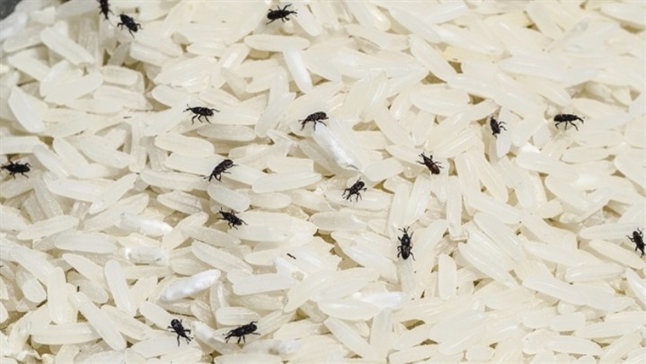 انواع آفت برنج