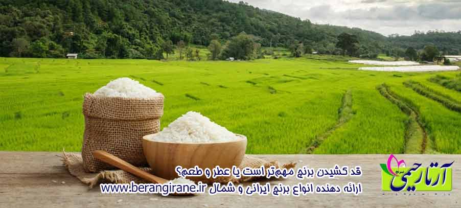 قد کشیدن برنج مهم‌تر است یا عطر و طعم