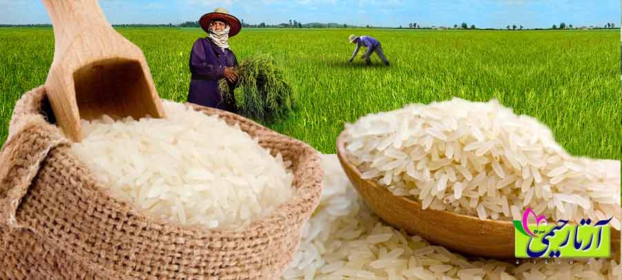 قد کشیدن برنج مهم‌تر است یا عطر و طعم