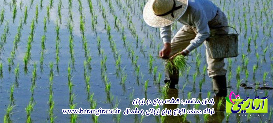 زمان مناسب کشت برنج در ایران