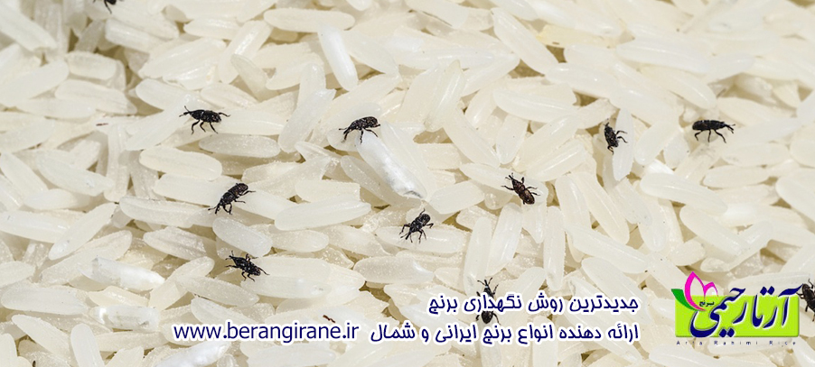 جدیدترین روش نگهداری برنج