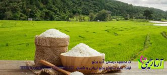 اکولوژی برنج