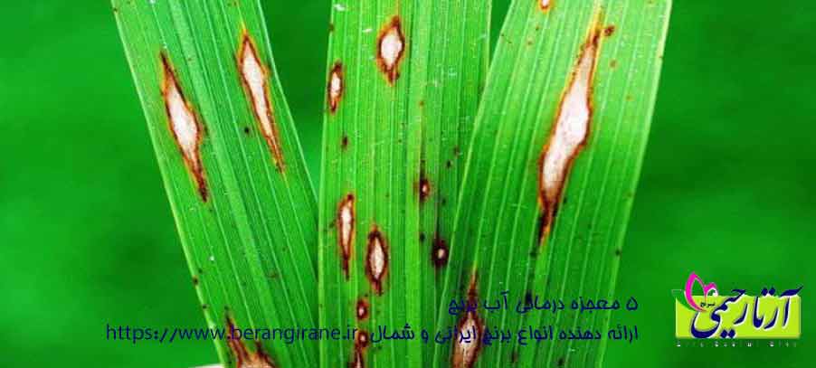 آفات و بیماری های برنج