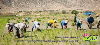 آیا برنج کاری در خوزستان حذف می شود؟
