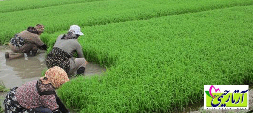 اهمیت آبیاری در کشت برنج