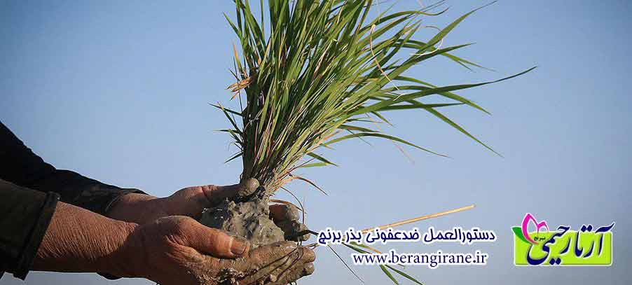 دستورالعمل ضدعفونی بذر برنج