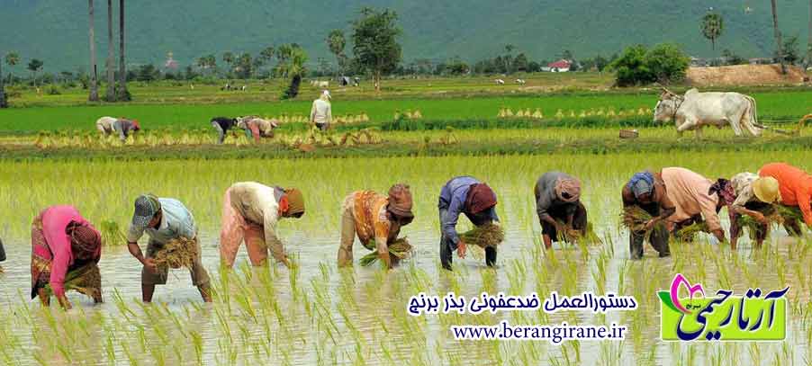 دستورالعمل ضدعفونی بذر برنج