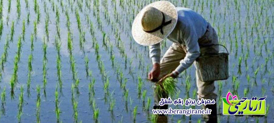 معرفی برنج رقم شفق