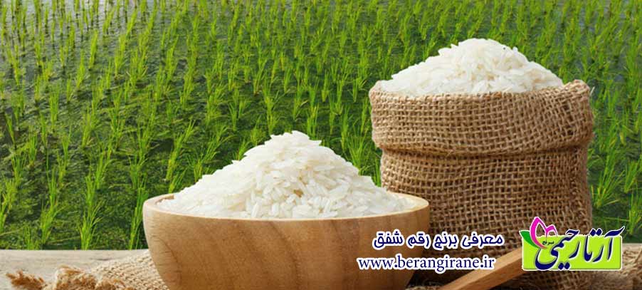 معرفی برنج رقم شفق