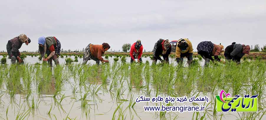 راهنمای خرید برنج طارم سنگی