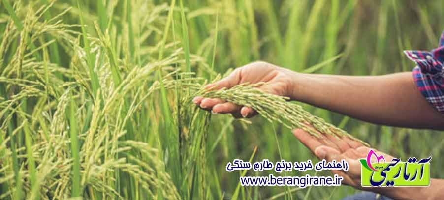 راهنمای خرید برنج طارم سنگی