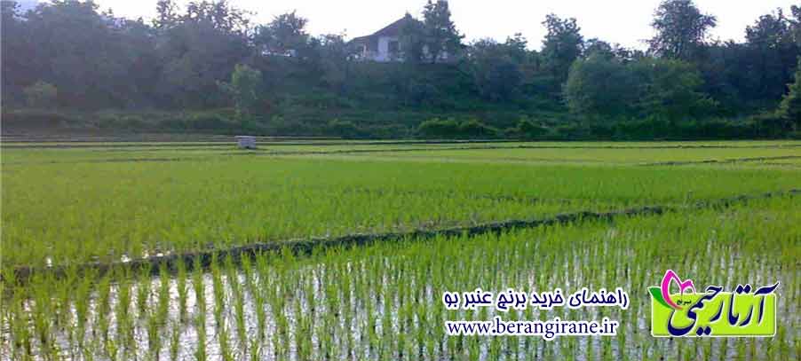 راهنمای خرید برنج عنبر بو