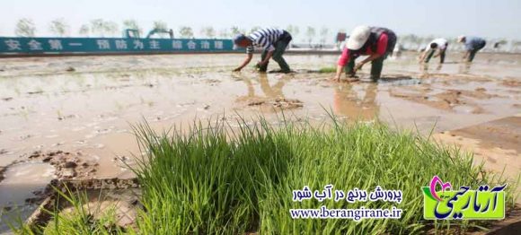 پرورش برنج در آب شور