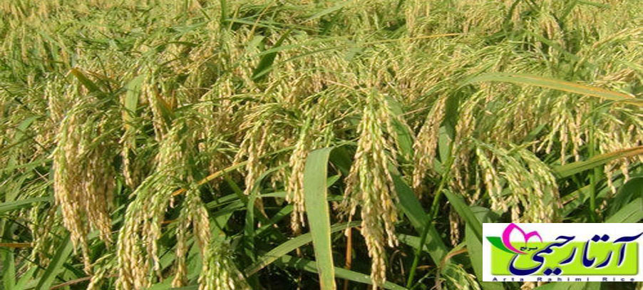 بهترین بذر برای کشت برنج ایرانی کدام است؟