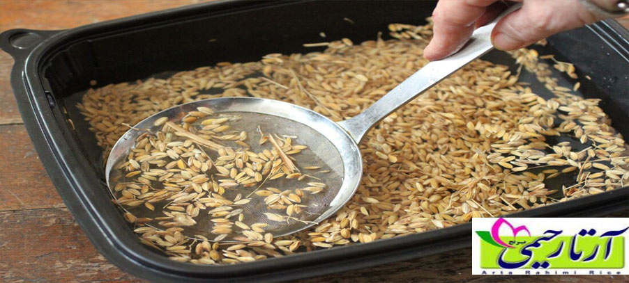 بهترین بذر برای کشت برنج ایرانی کدام است؟