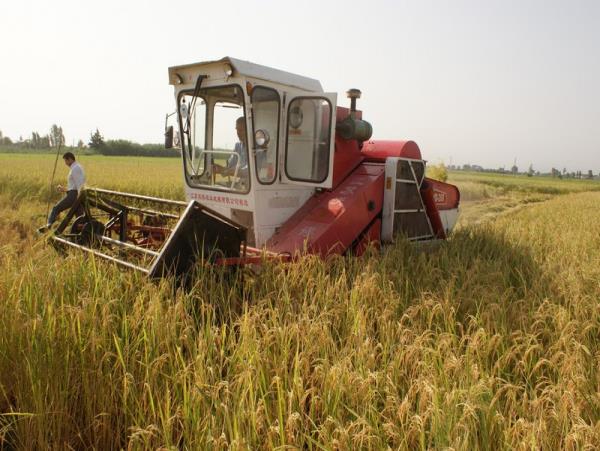 ماجرای افزایش تقلب در فروش برنج ایرانی