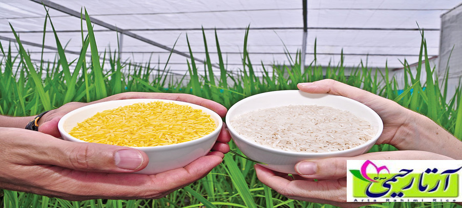 برنج طلایی چیست؟