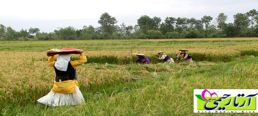 میزان تولید برنج در گیلان