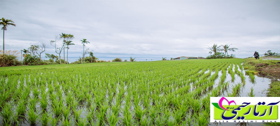 میزان تولید برنج در گیلان