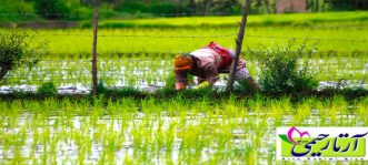 تفاوت برنج گیلان و مازندارن ، کدام بهتر است؟