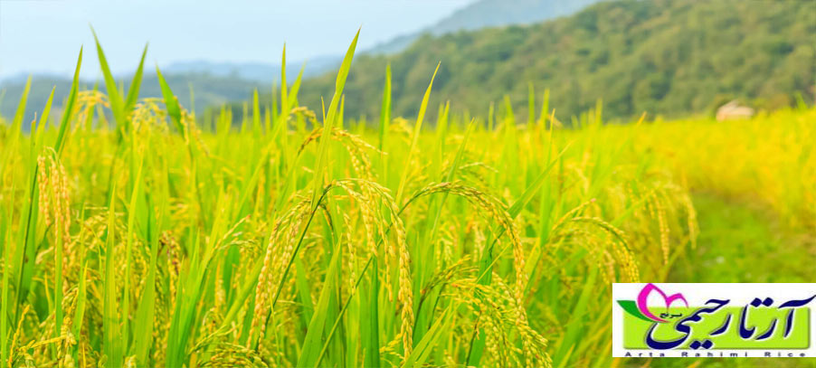 برنج عنبر بو اصل مال کجاست و چطور پخته میشه ؟